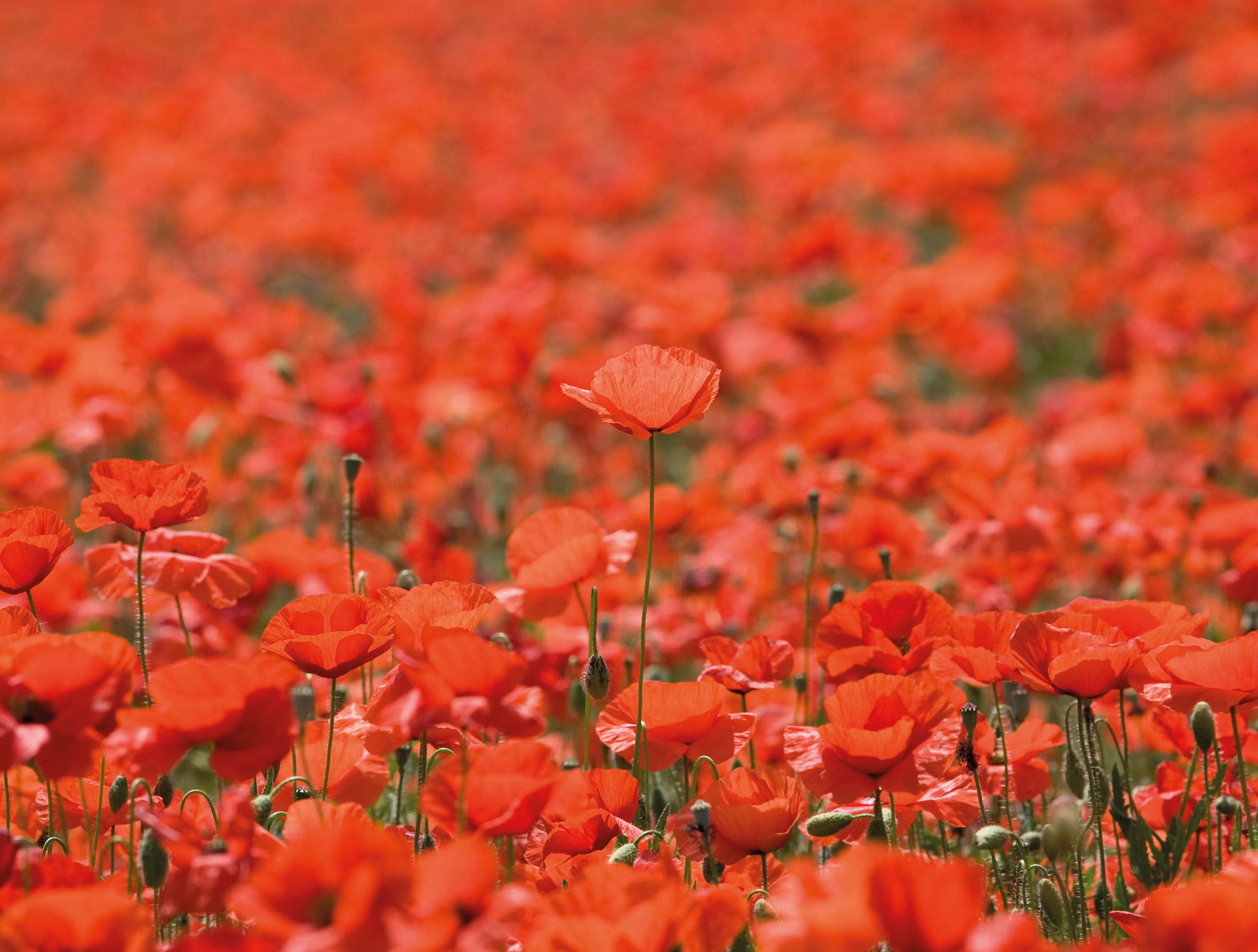 Fields of Poppies - Impuzzible No. 28 - 1000 Piece Jigsaw Puzzle